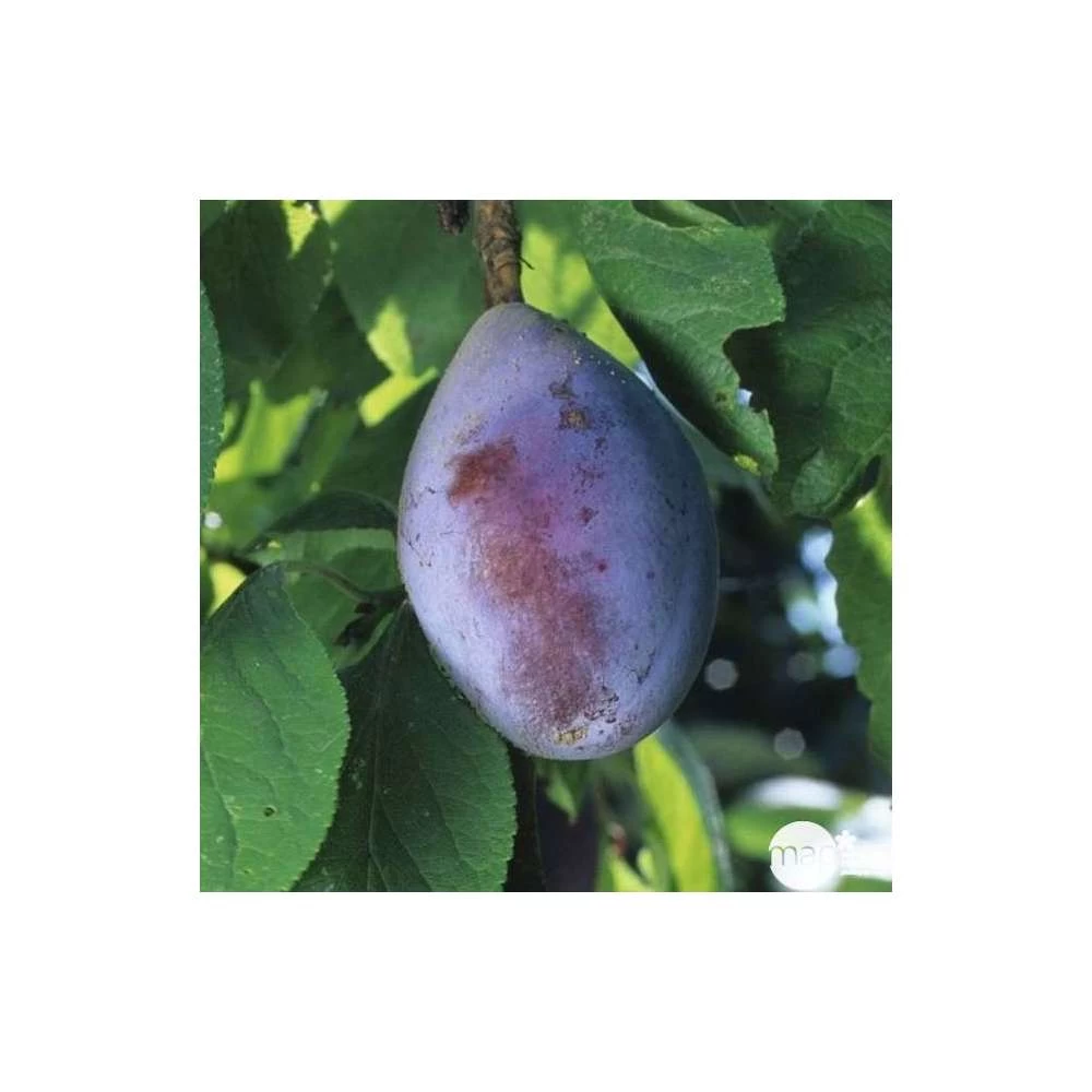 Prunier Quetsche D'Alsace : Gobelet 3 Ans D'âge Ctr 12 Litres – Image 2