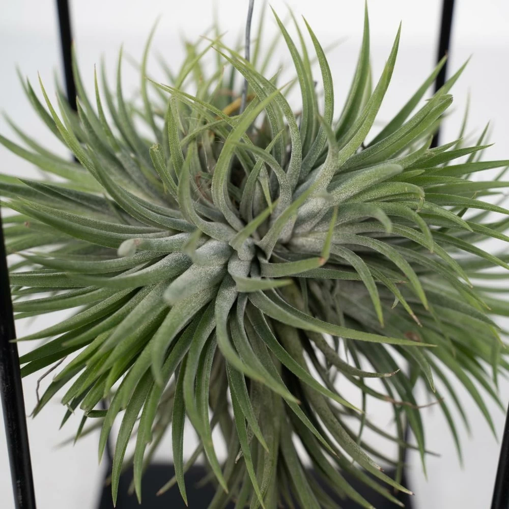 Tillandsia Et Son Support En Cube - H35cm, ø20cm - Plante D'intérieur Tombante – Image 3