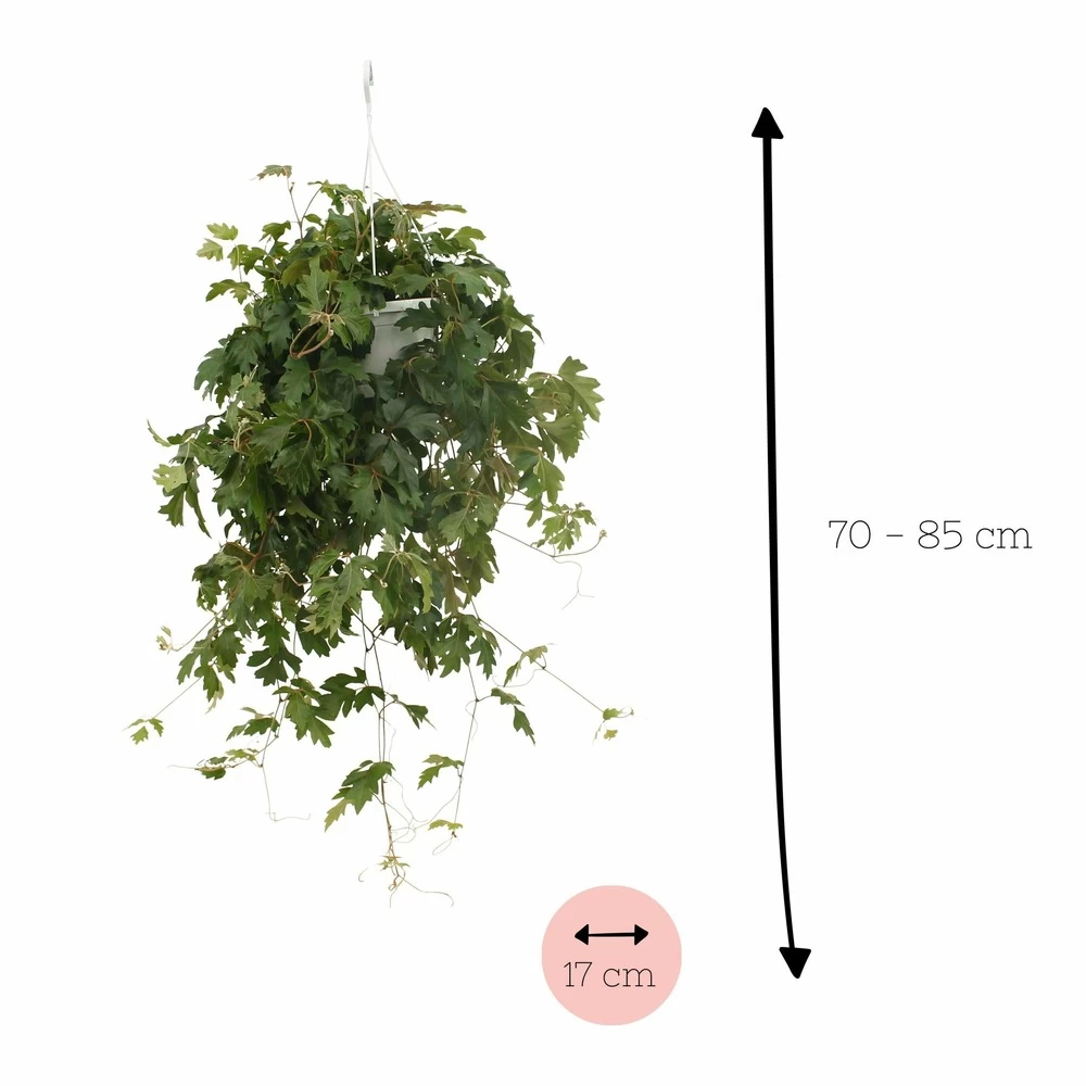 Cissus Ellen Danic - H70cm, ø17cm - Plante D'intérieur Tombante – Image 3