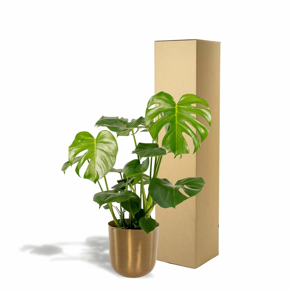 Monstera Deliciosa Et Son Cache-pot Doré - H80cm, ø21cm - Grande Plante D'intérieur – Image 5