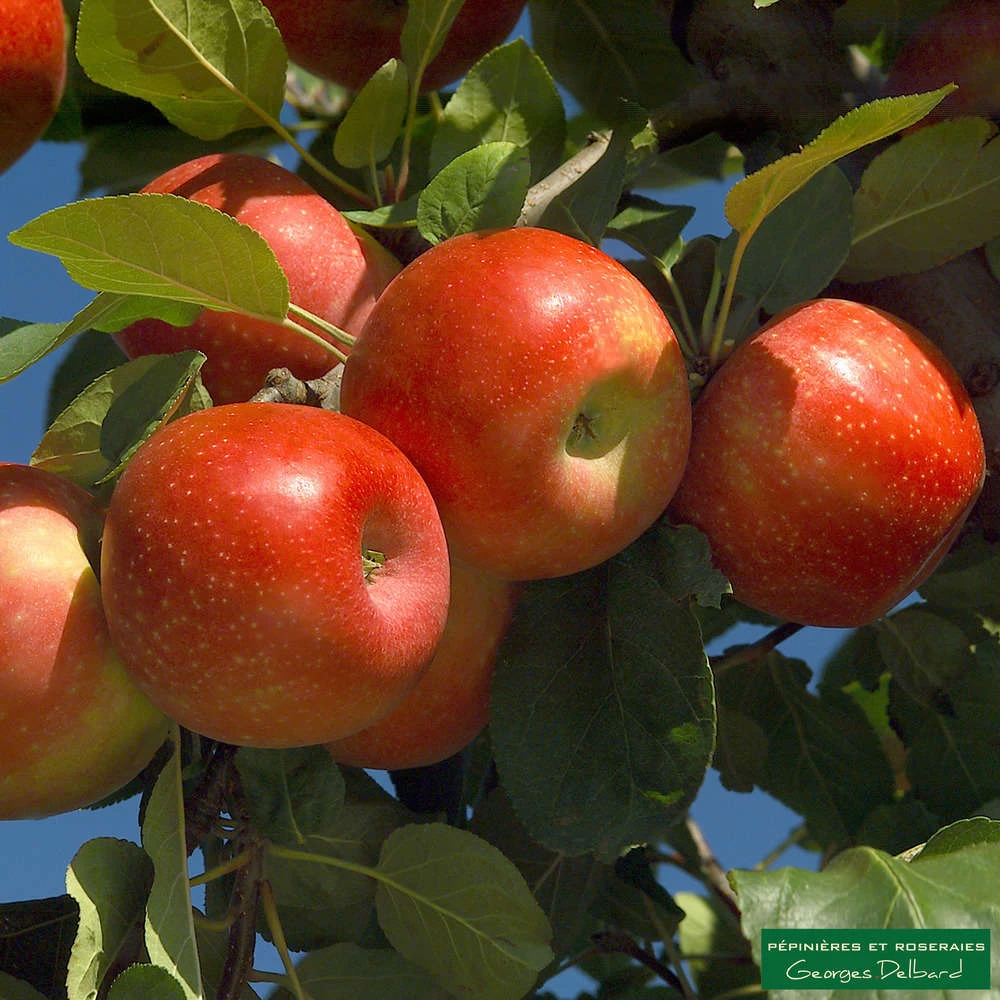 Pommier Ariane : Gobelet 3 Ans D'âge – Image 4
