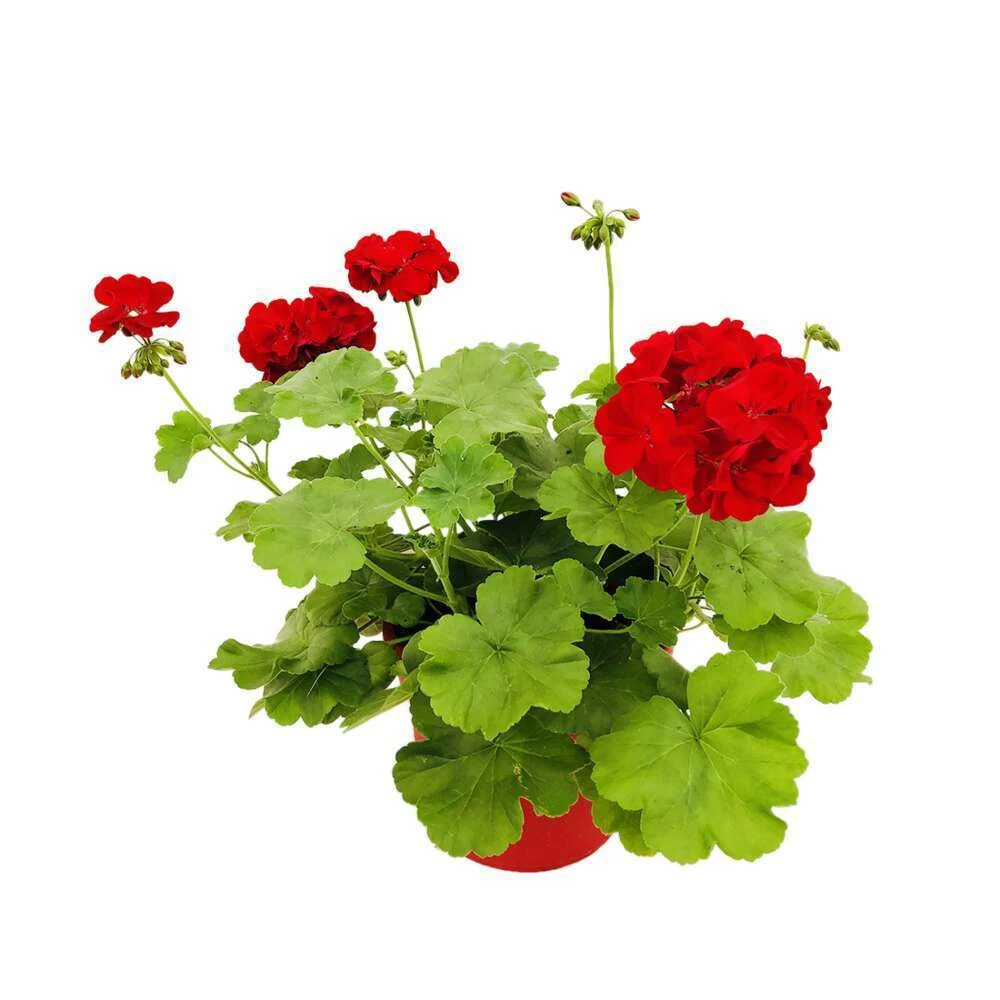 Géranium 'Calliope Dark Red' : Pot 4,5 Litres