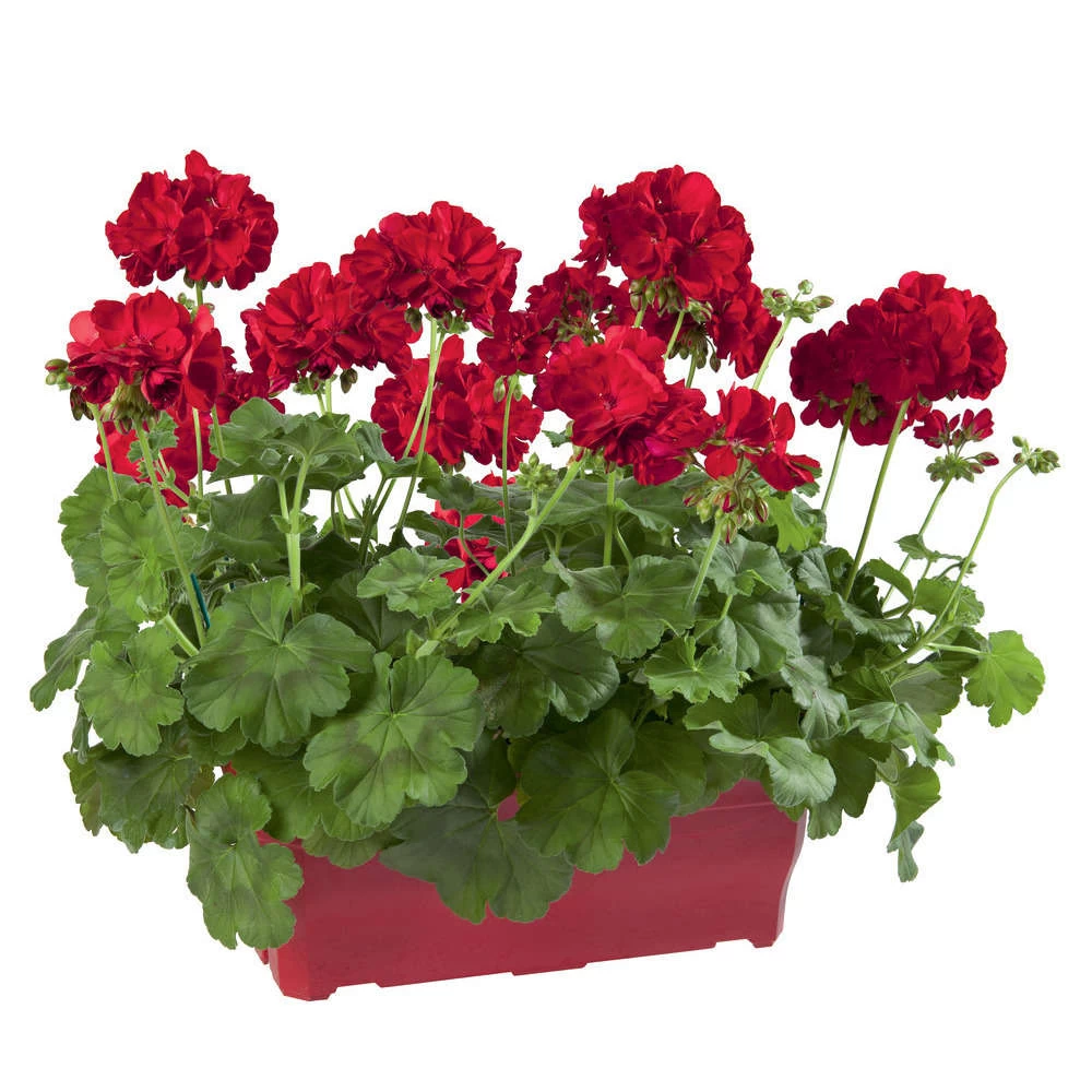 Geranium Interspécifique:jardinière 50 Cm - Coloris Variables – Image 4