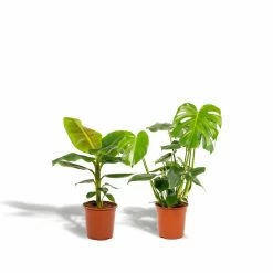 Delicious Monstera, Bananier Musa - Plantes D'intérieur