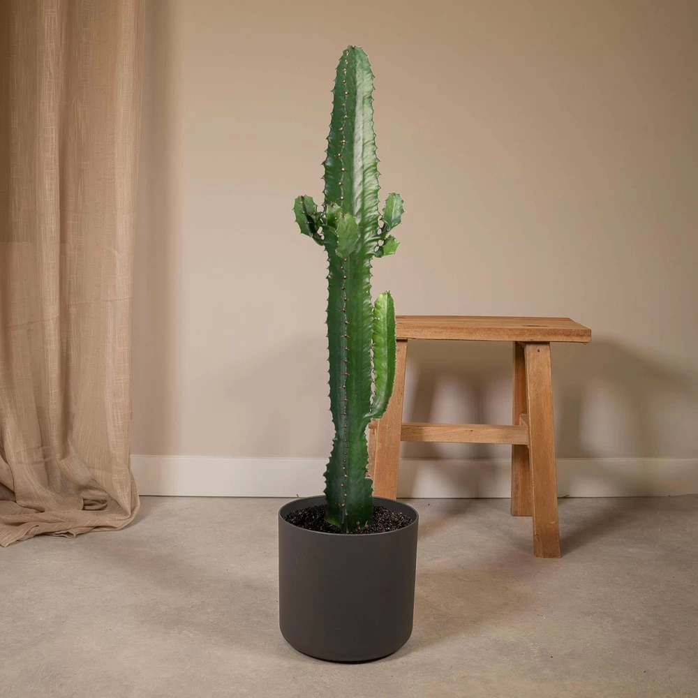 Euphorbia Acrurensis - H50cm, ø17cm - Grande Plante D'intérieur – Image 2
