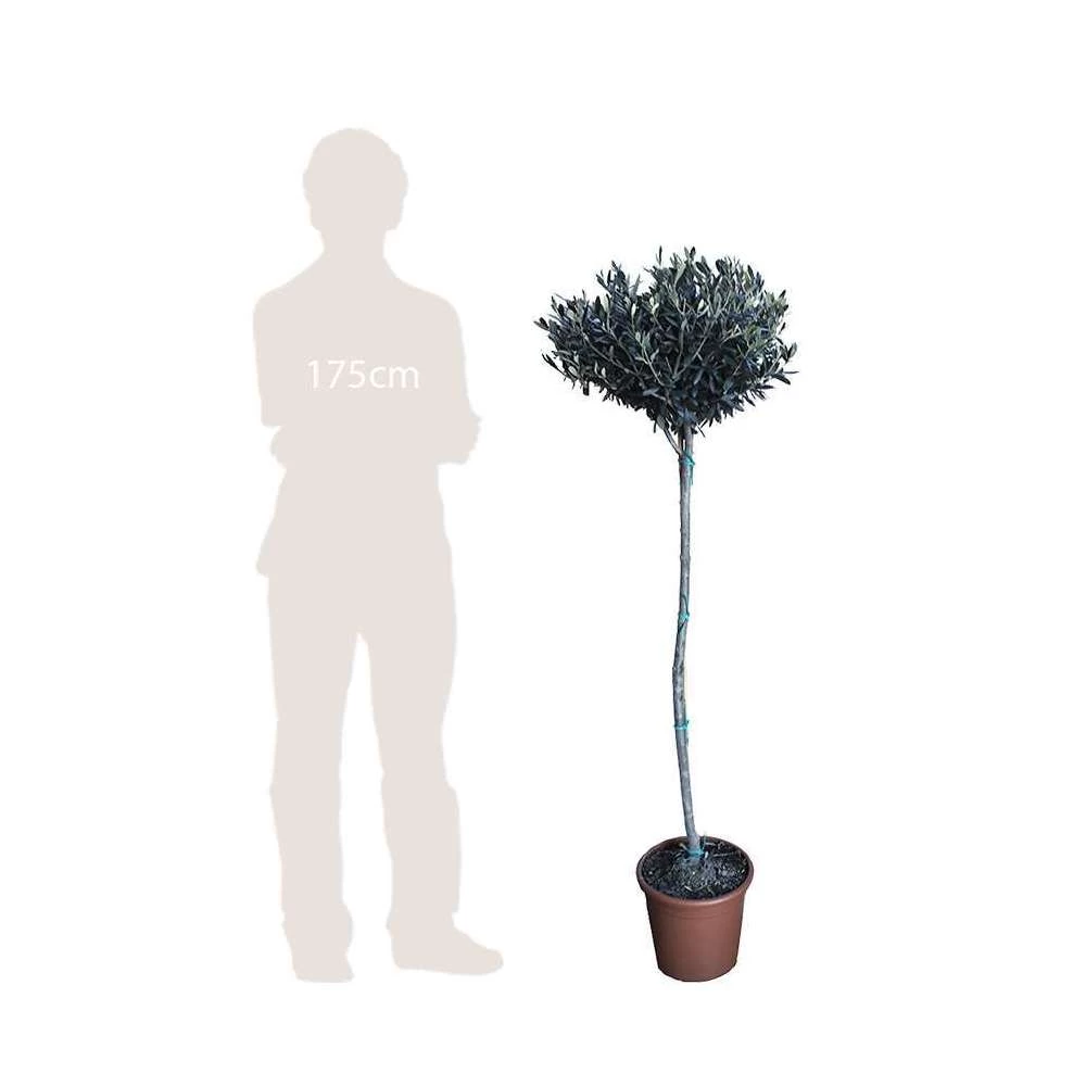 Olivier, Olea Europaea, Sur Tige H120/140cm : Pot D24cm – Image 3