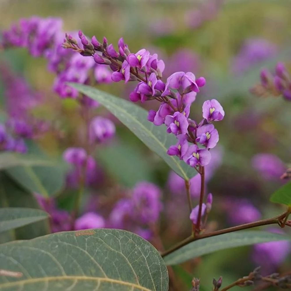 Hardenbergia Violacea - Hardenbergia Violacea 3l – Image 2