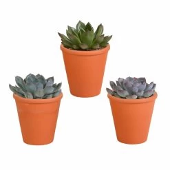 Echeveria Et Leurs Caches-pots Terracotta, Box De 3 Plantes - H12cm, ø9,5cm - Plantes D'intérieur