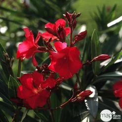 Laurier Rose - Nerium Oleander "Rouge": H70/80cm D25cm: Pot 7 Litres