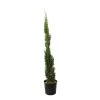 Cupressus Sempervirens 'Totem' :H. 100/110 Cm Pot 10 L