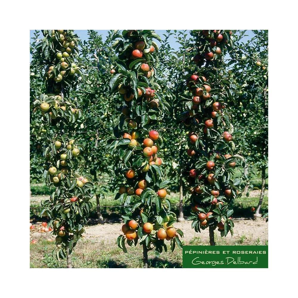 Pommier Colonnaire 'Chenonceau'®: Conteneur 12 Litres