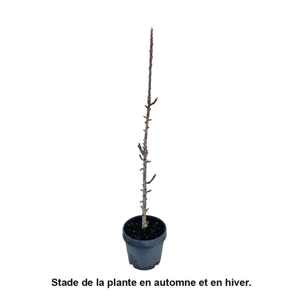 Pommier Colonnaire 'Chenonceau'®: Conteneur 12 Litres – Image 3