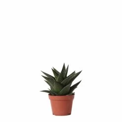 Haworthia Limifolia - ø6cm - H11cm, ø6cm - Plante D'intérieur