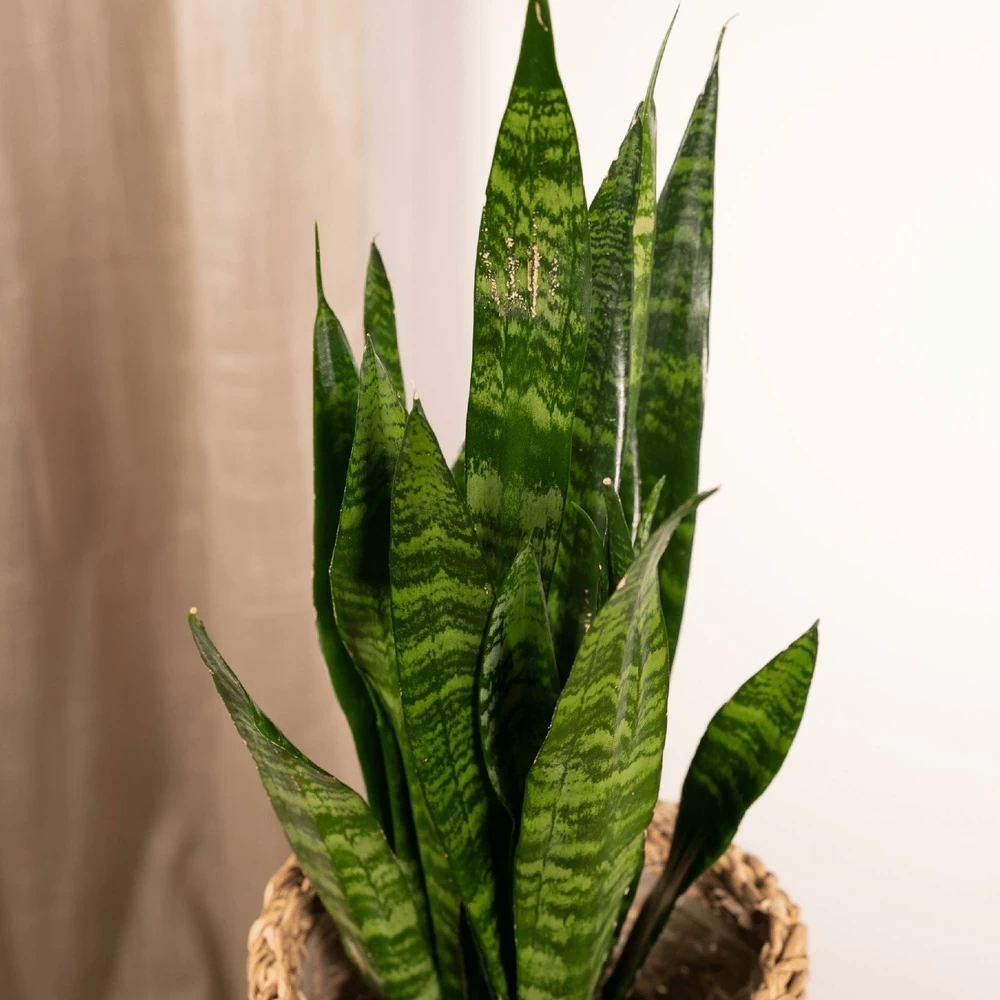 Sansevieria Zeylanica - H55cm, ø14cm - Plante D'intérieur Sans Entretien – Image 3