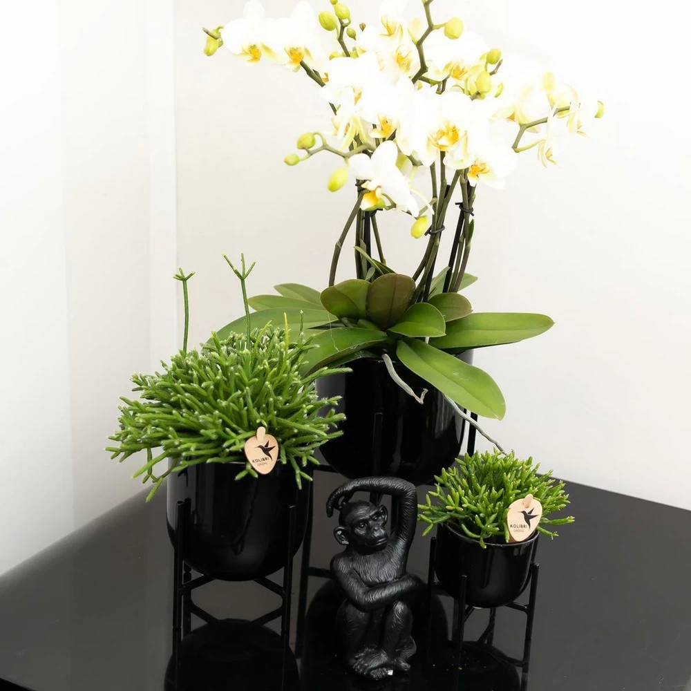 Rhipsalis Baccifera - H10cm, ø6cm - Plante D'intérieur – Image 4