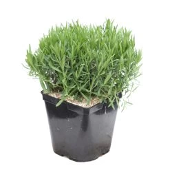 Lavandula Angustifolia Anna : C. 3L
