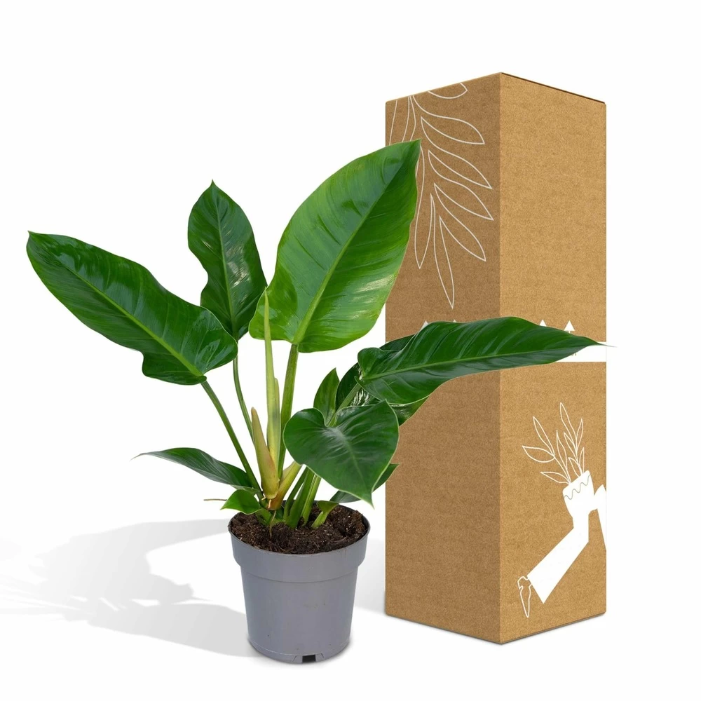 Philodendron Imperial Green - H65cm - ø19cm - Plante D'intérieur – Image 5