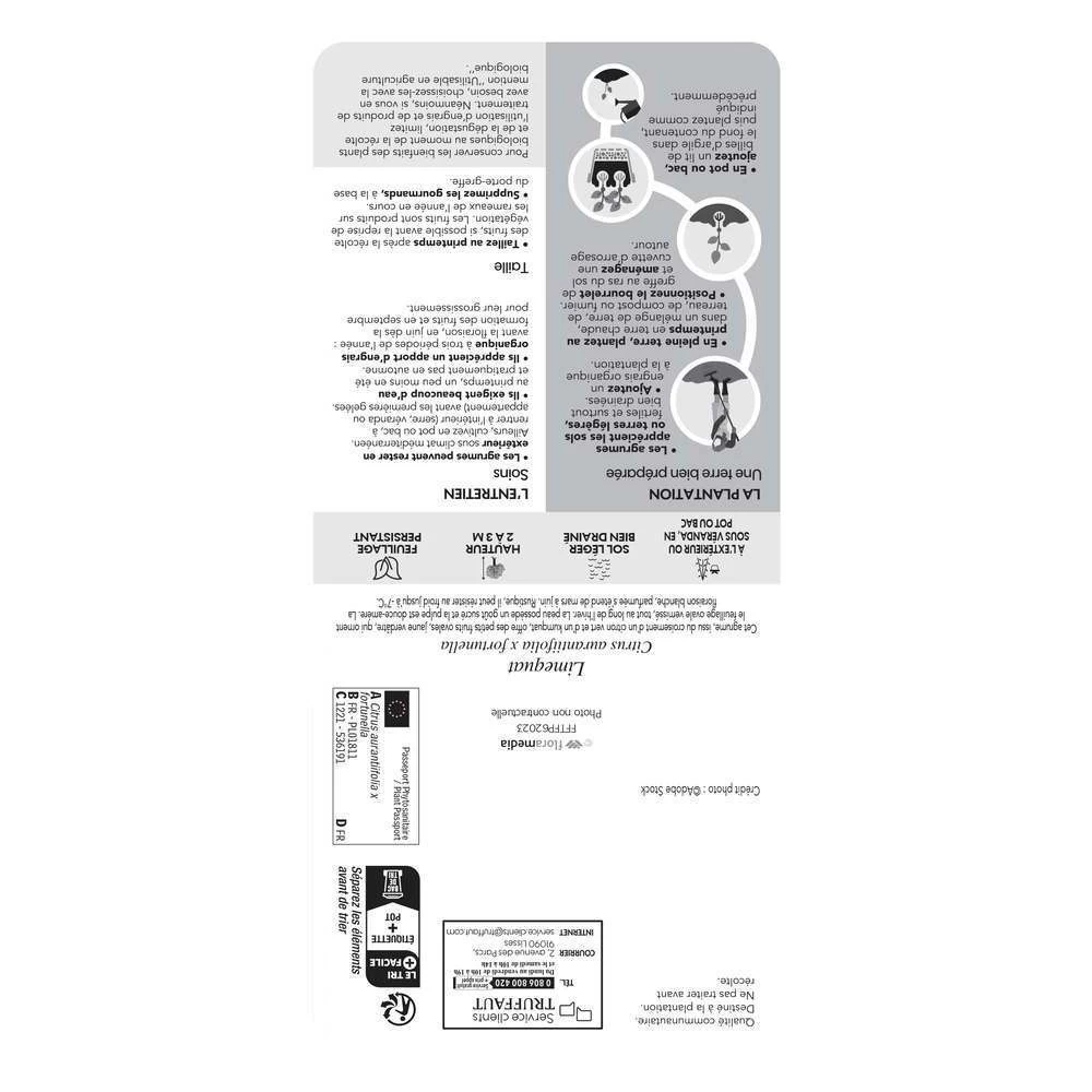 Limequat:AB Conteneur 3 Litres – Image 3