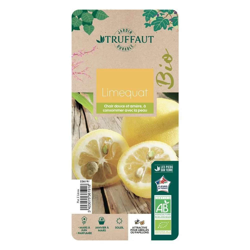 Limequat:AB Conteneur 3 Litres – Image 2