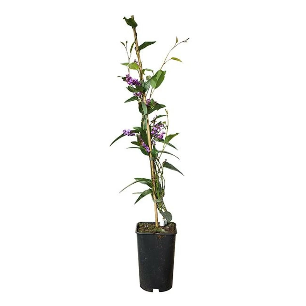 Hardenbergia Violacea - Hardenbergia Violacea 3l – Image 3