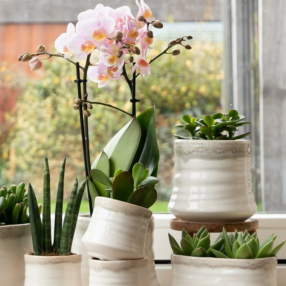 Crassula - H18cm, ø9cm - Plante D'intérieur – Image 3