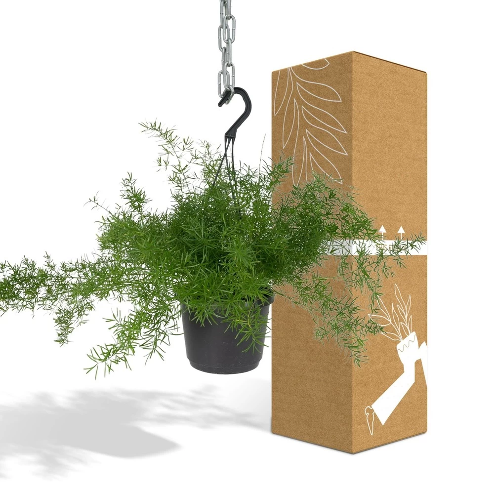 Asparagus Sprengeri Hang - H35cm, ø17cm - Plante D'intérieur Tombante – Image 4