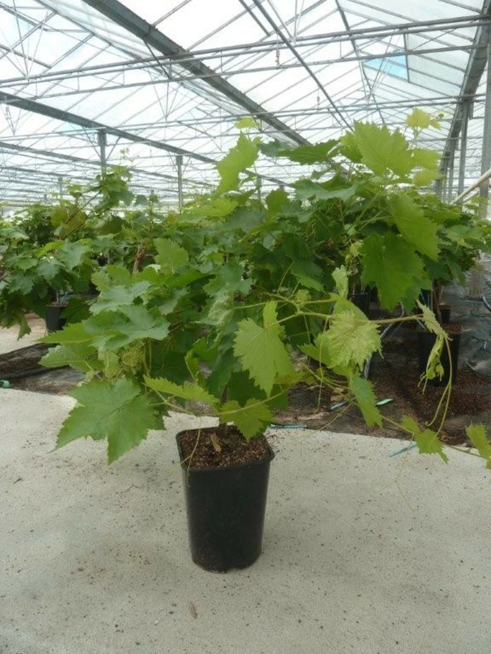 Vigne 'muscat De Hambourg' Bio Tailles:pot De 6 Litres, Hauteur 60/80 Cm