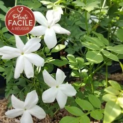 Jasmin De Grasse' - Jasminum Grandiflorum 3l