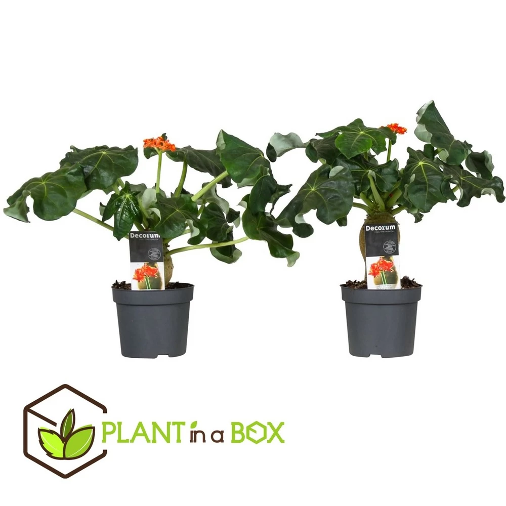 Set De 2 Jatropha Podagrica - Pot ⌀13cm - H.25-45cm (hauteur Pot Incluse) – Image 2