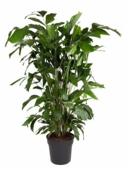 Caryota Mitis - Pot ⌀27 Cm - H. 120-130cm (hauteur Pot Incluse)