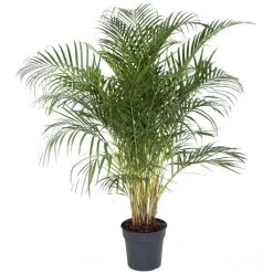 Palmier Areca - Pot ⌀27 Cm - H. 140-150cm (hauteur Pot Incluse)