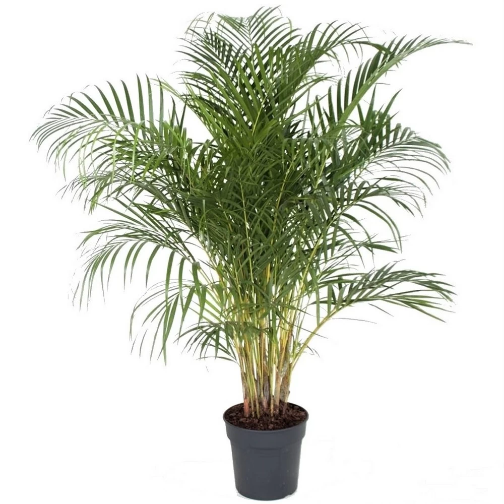 Palmier Areca - Pot ⌀27 Cm - H. 140-150cm (hauteur Pot Incluse)