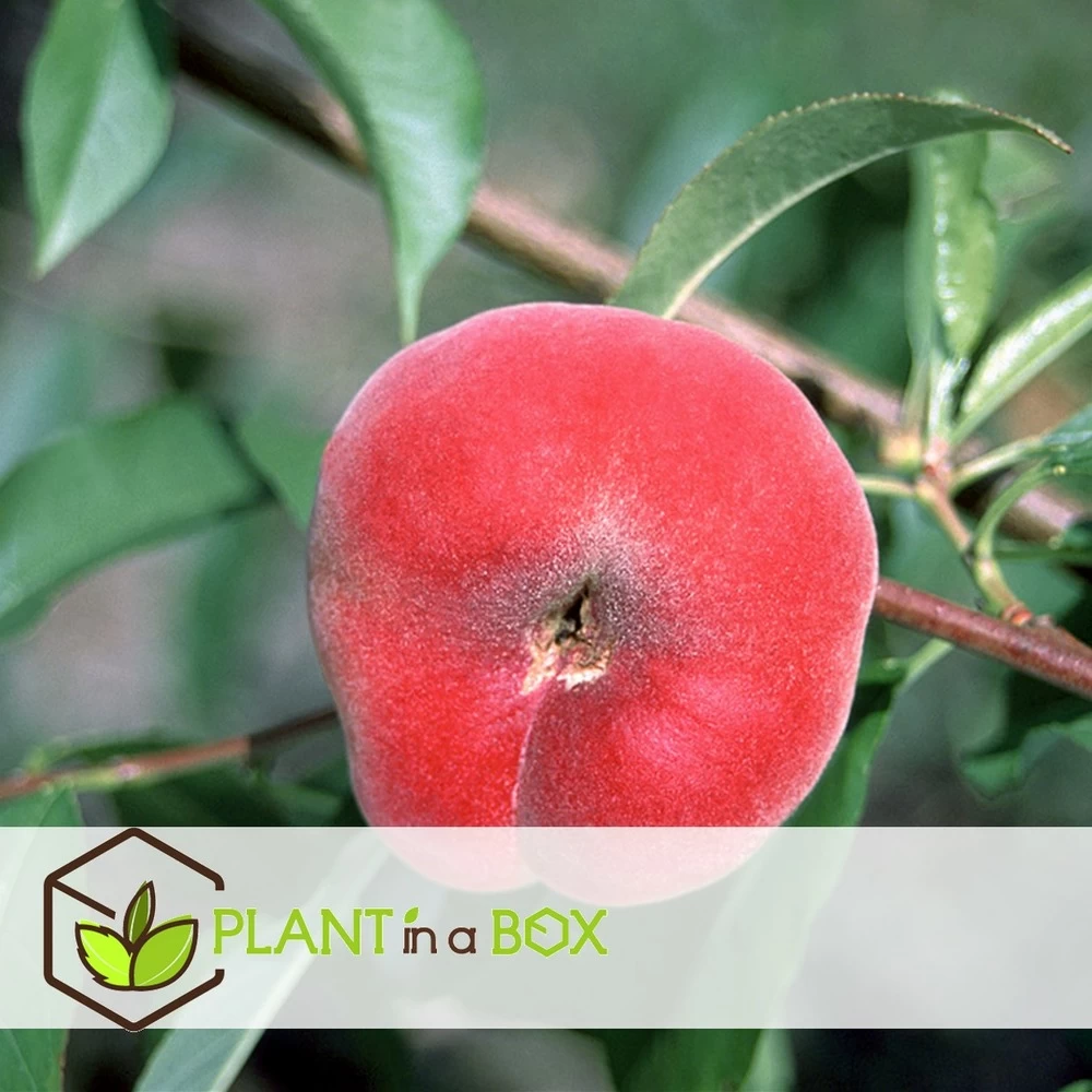 Pêcher De Vigne - Pot ⌀15cm - H.60-70cm (hauteur Pot Incluse) – Image 4