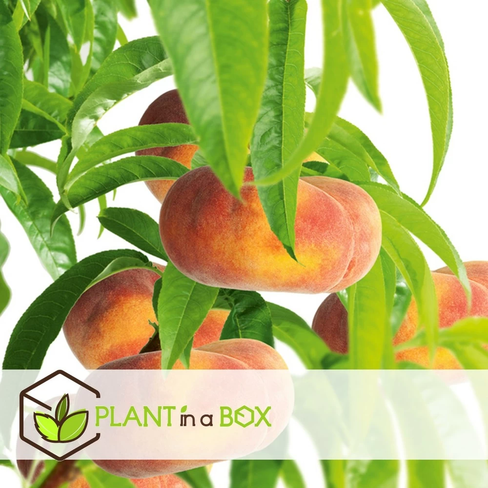 Pêcher De Vigne - Pot ⌀15cm - H.60-70cm (hauteur Pot Incluse) – Image 3