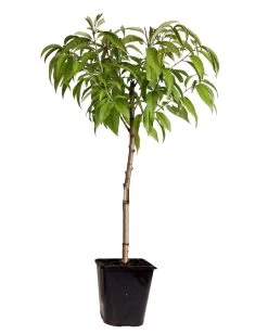 Pêcher De Vigne - Pot ⌀15cm - H.60-70cm (hauteur Pot Incluse)