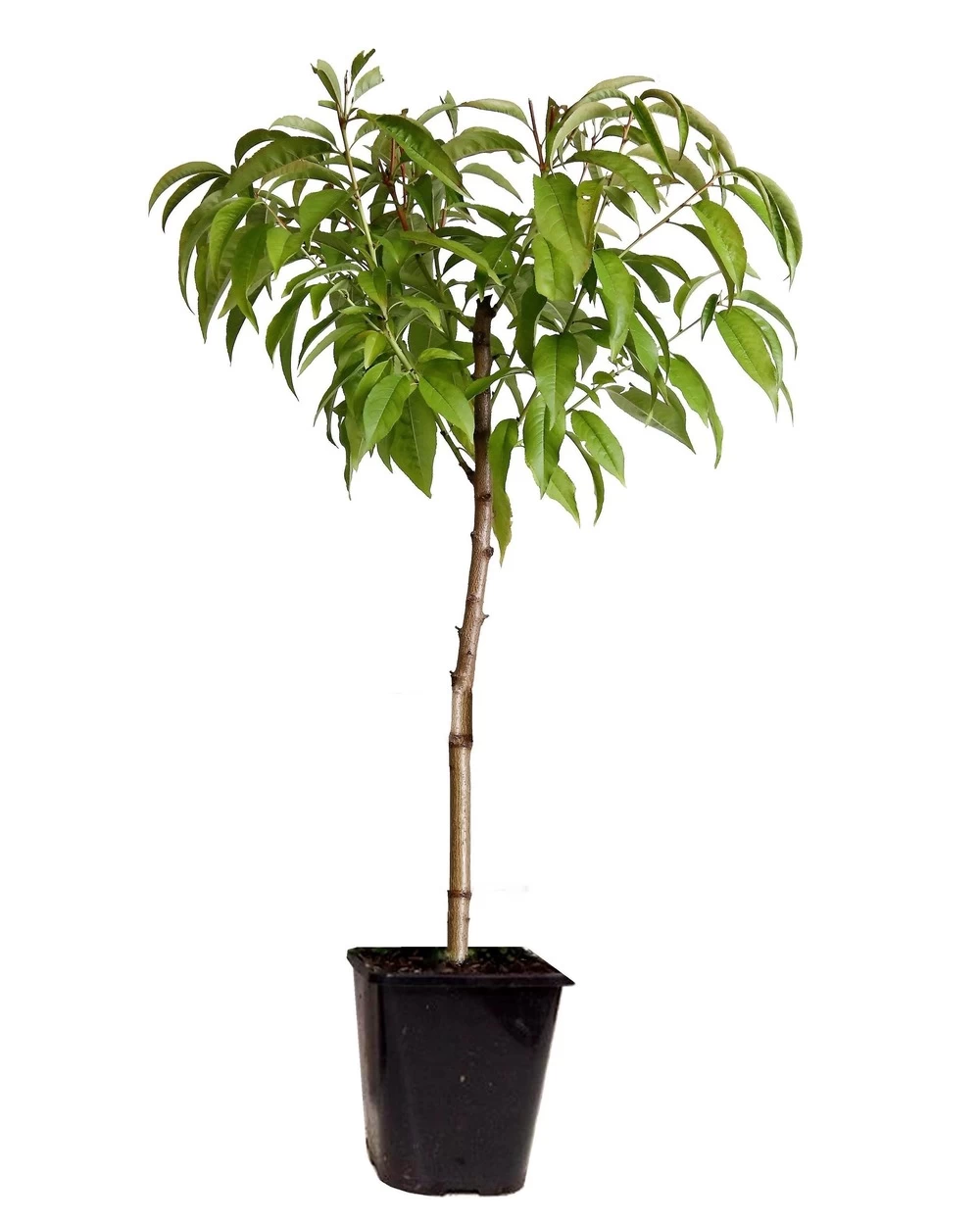 Pêcher De Vigne - Pot ⌀15cm - H.60-70cm (hauteur Pot Incluse)