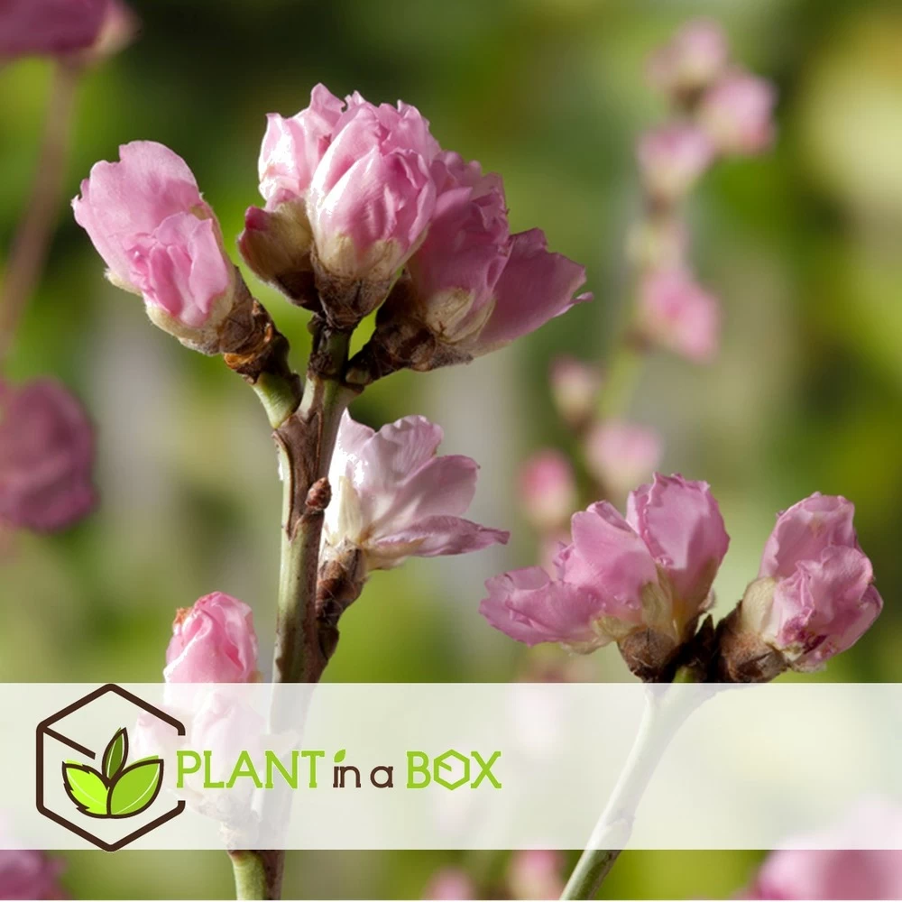 Pêcher De Vigne - Pot ⌀15cm - H.60-70cm (hauteur Pot Incluse) – Image 2