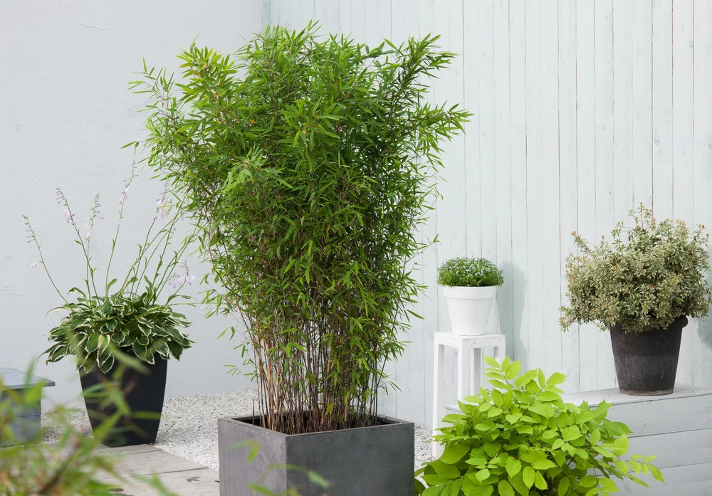 Set De 2 Bamboo "fargesia Nitida Gansu" - Pot ⌀17cm - H50-70cm (hauteur Pot In – Image 2