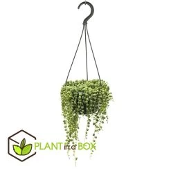 Senecio Rowleyanus - Pot ⌀12cm - H10-20cm (hauteur Pot Incluse)