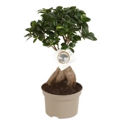 Bonsaï Ficus Ginseng - Pot ⌀12 Cm - H.30-40cm (hauteur Pot Incluse)
