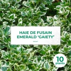 10 Fusain Emerald 'gaiety' (euonymus Fortunei 'gaeity') - Haie Fusain Gaiety - 10 Jeunes Plants : Taille 13/25cm