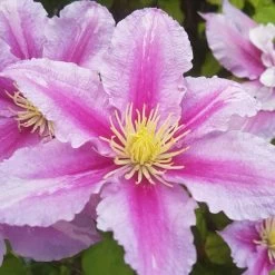 Clématite 'carnaby' - Conteneur 3l