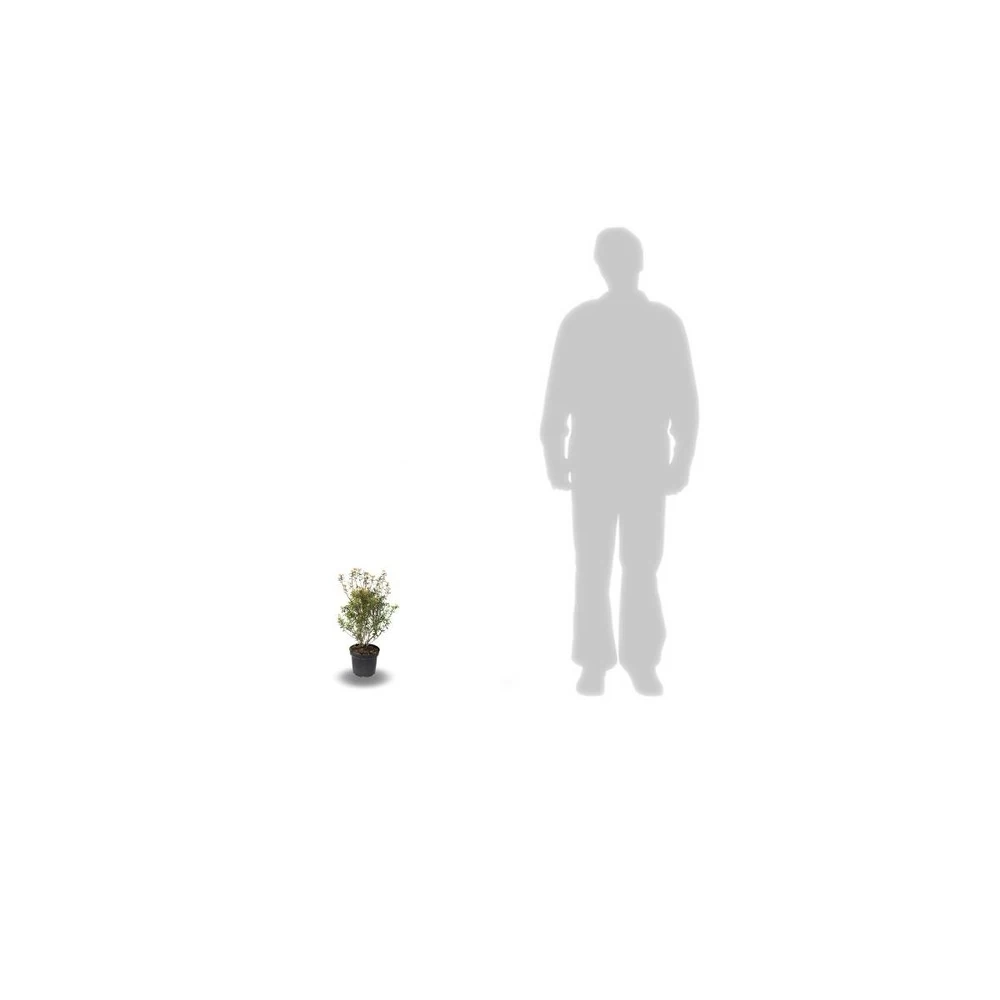 Azalée Japonaise Japonica Johanna/pot De 3l - 20/40 Cm – Image 2