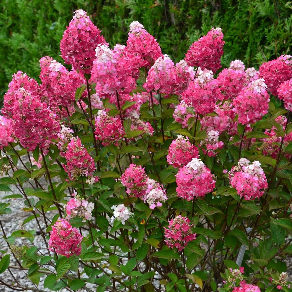 Hortensia Paniculata Framboisine ® 'rensam'/pot De 4l - 40/60 Cm – Image 2