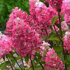 Hortensia Paniculata Framboisine ® 'rensam'/pot De 4l - 40/60 Cm