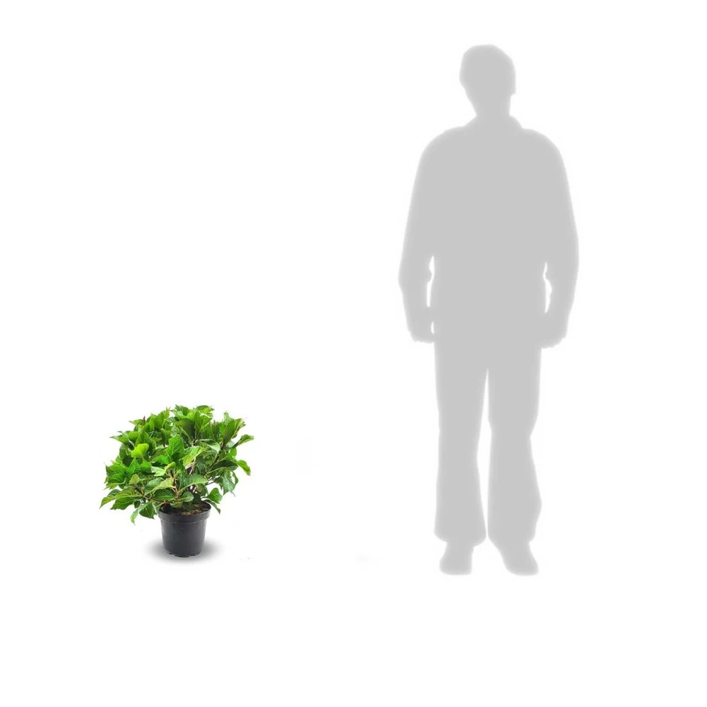 Hortensia Macrophylla Rose/pot De 4l - 40/60 Cm – Image 2