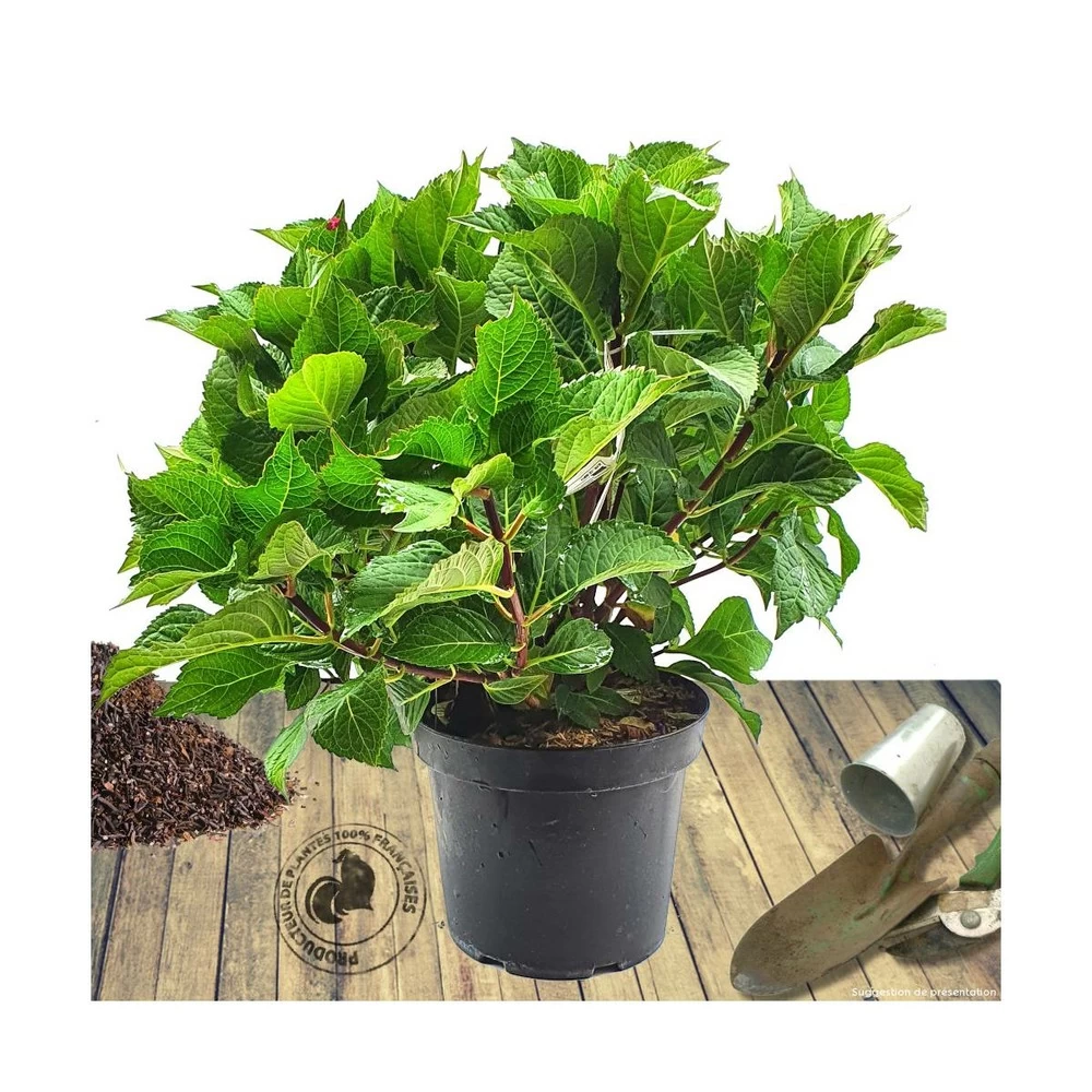Hortensia Macrophylla Tricolor/pot De 7,5l - 40/60 Cm