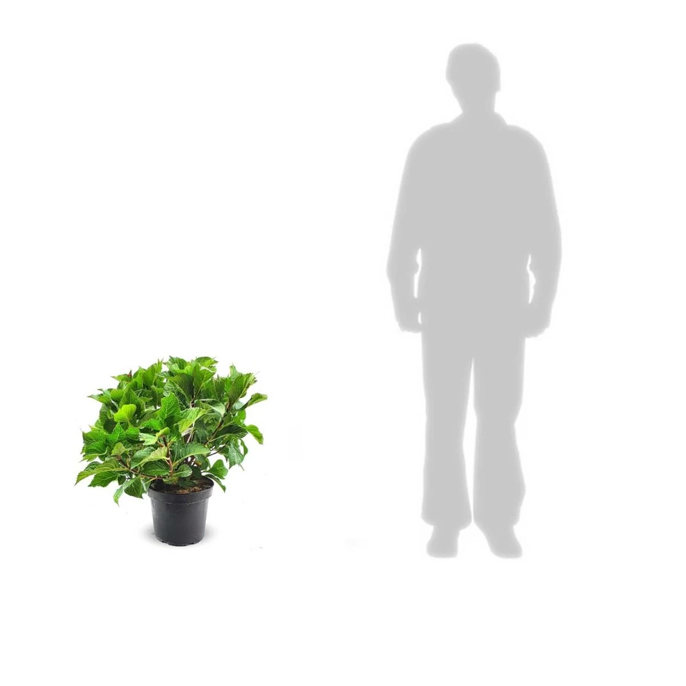 Hortensia Macrophylla Rouge/pot De 7,5l - 40/60 Cm – Image 2