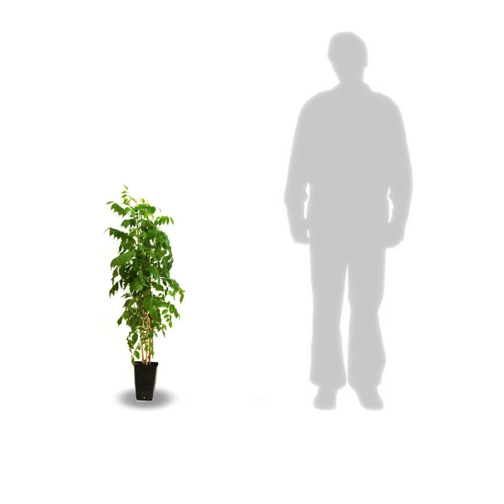 Glycine Du Japon Floribunda Issaï/pot De 3l - Echelle Bambou 60/120 Cm – Image 3