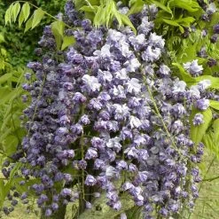 Glycine Du Japon Floribunda Violacea Plena/pot De 3l - 60/120 Cm
